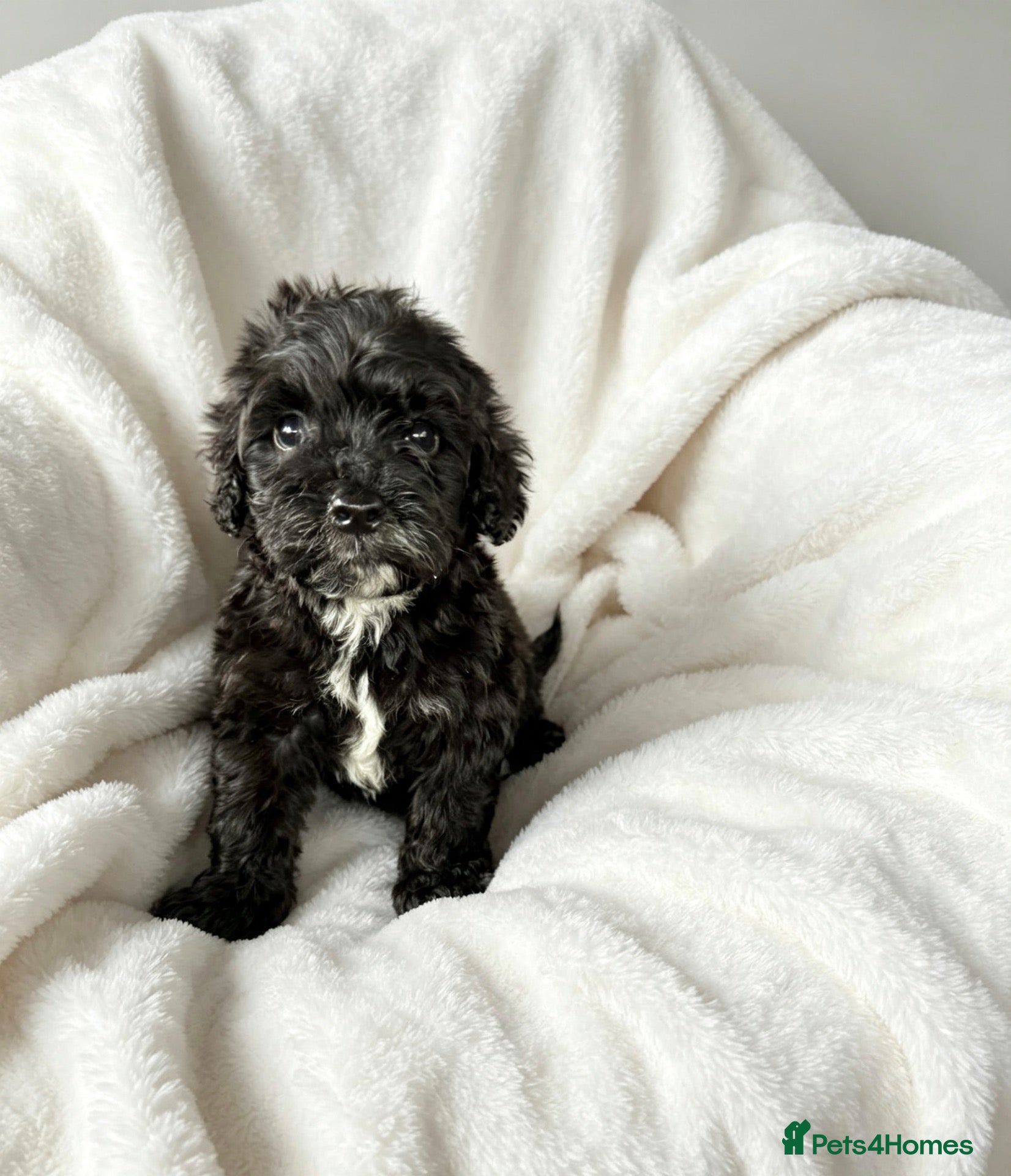 Cockapoo dogs F1 Showtype Cockapoo - Advert 2