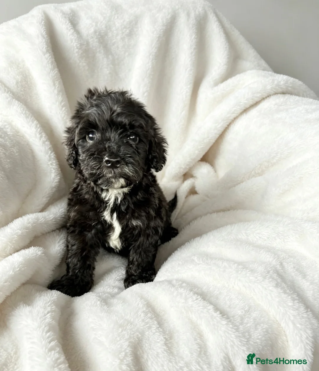 Cockapoo dogs for sale: F1 Showtype Cockapoo - Advert 2