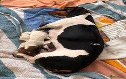 Miniature Dachshund dogs for sale: Pure Piebald Puppies Russian Champion Lines  - Image 3