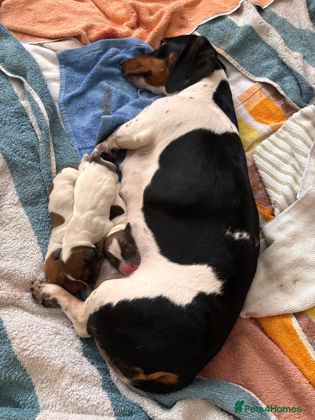 Miniature Dachshund dogs for sale: Pure Piebald Puppies Russian Champion Lines  - Image 3