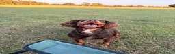 Cocker Spaniel dogs for sale: Fantastic working cocker pups  - Advert 4