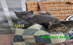 Mixed Breed cats for sale: Beautiful kittens  - Image 12