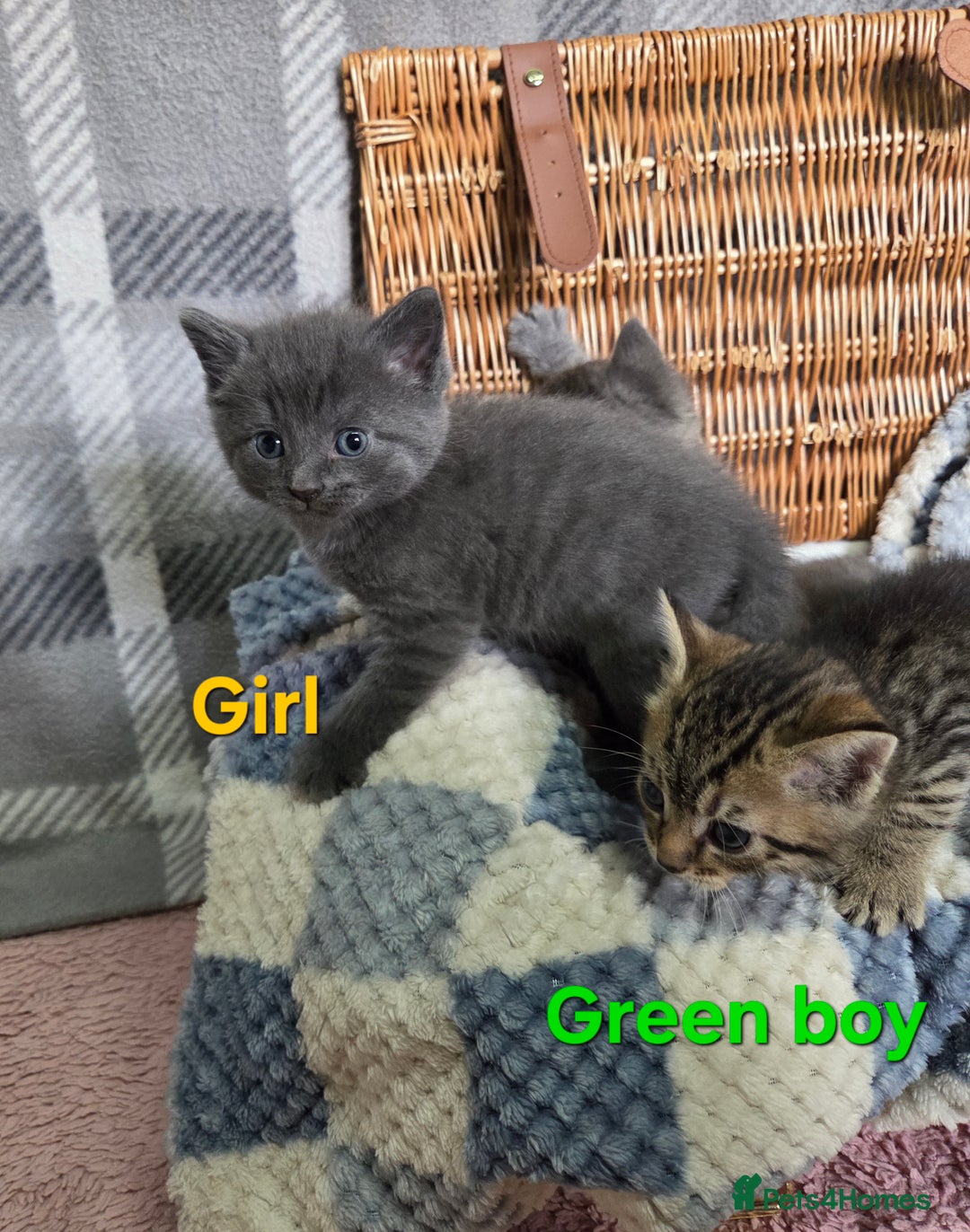 Mixed Breed cats for sale: Beautiful kittens  - Image 12