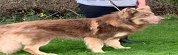 German Shepherd dogs for stud: Proven kcreg Isabella and tan stud dog  in Dundee - Advert 4