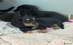 Miniature Dachshund dogs for sale: Longhair mini dachshund  - Advert 3