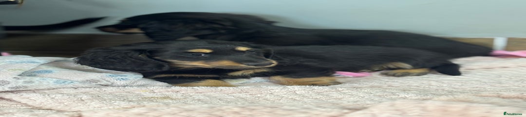 Miniature Dachshund Puppy 3