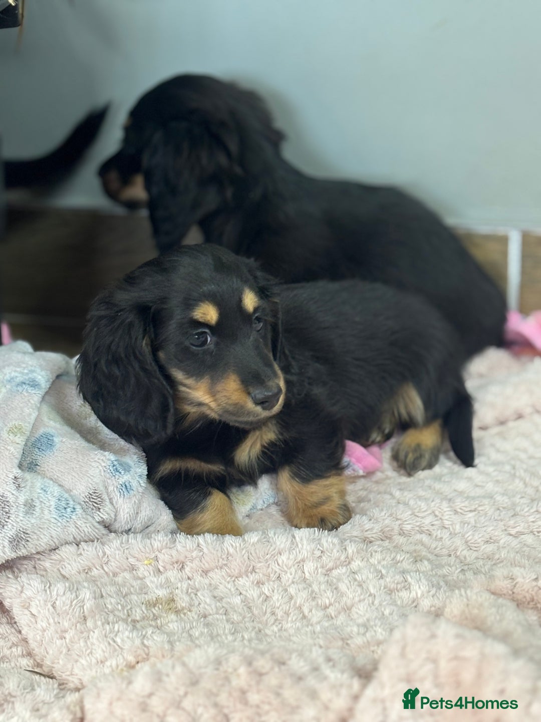 Miniature Dachshund dogs for sale: Longhair mini dachshund  - Advert 3