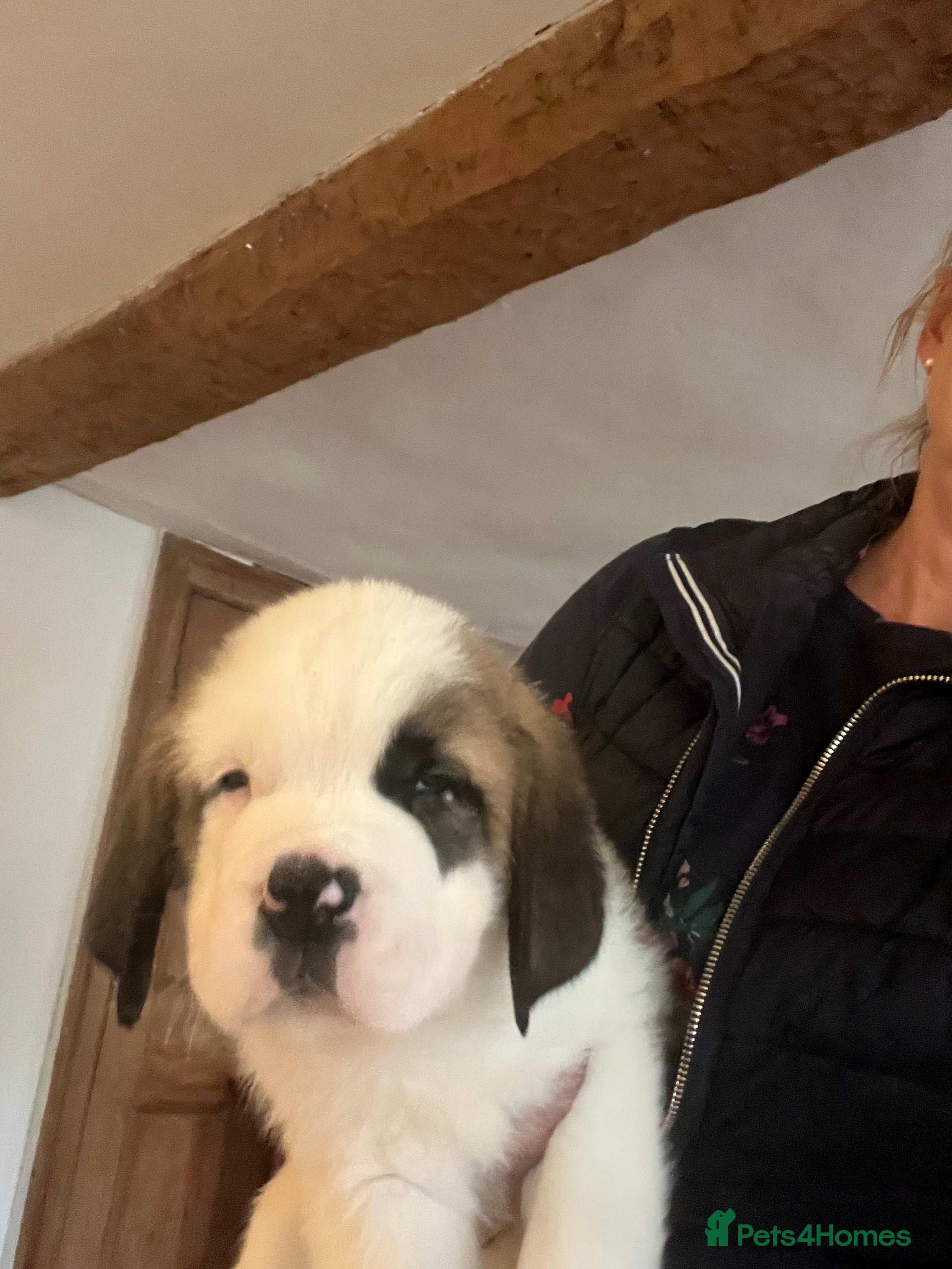 Saint Bernard dogs 8 Beautiful Saint Bernard pups  - Advert 2