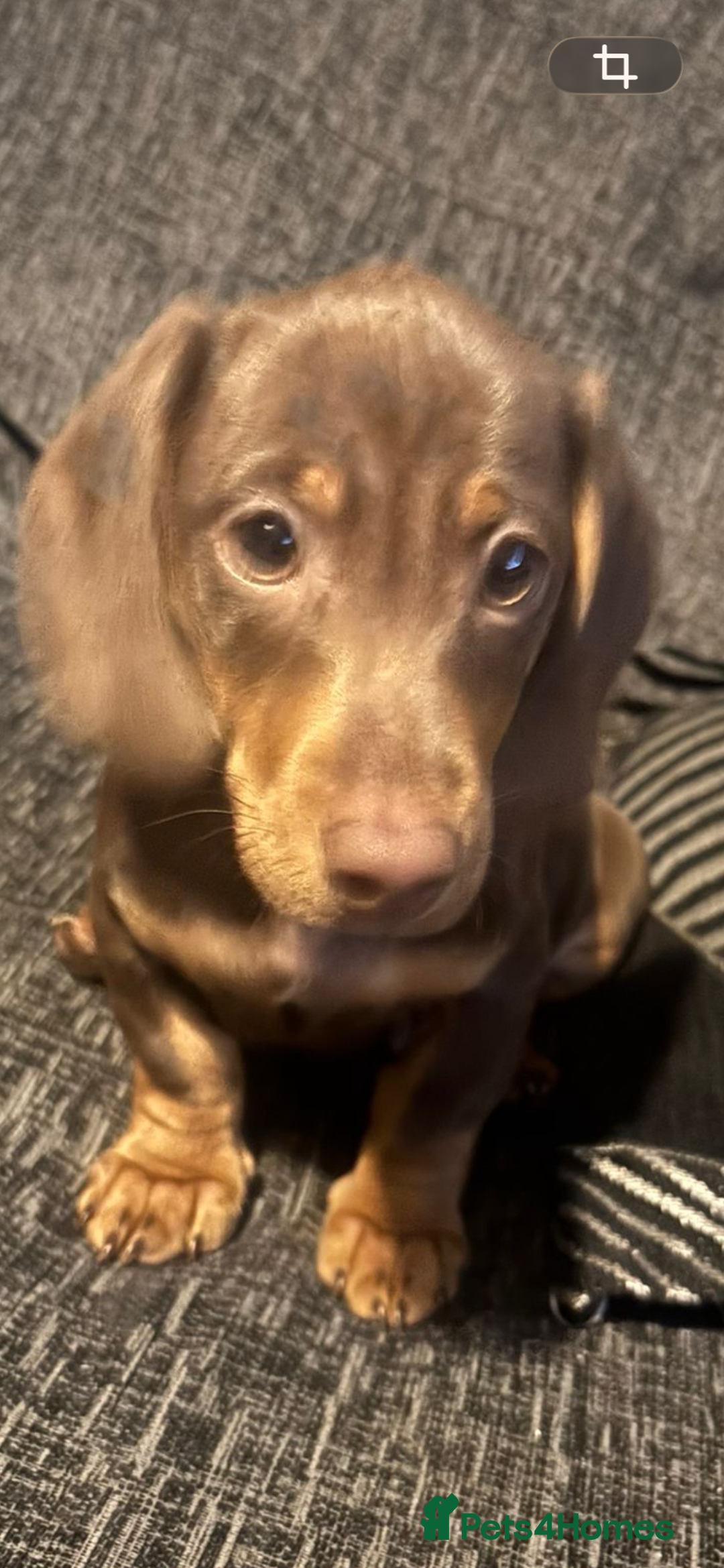 Miniature Dachshund dogs for sale: Miniature dachshund gorgeous boy  - Advert 3