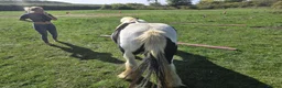 Irish Cob horses for sale: Traditional Cob - Advert 9