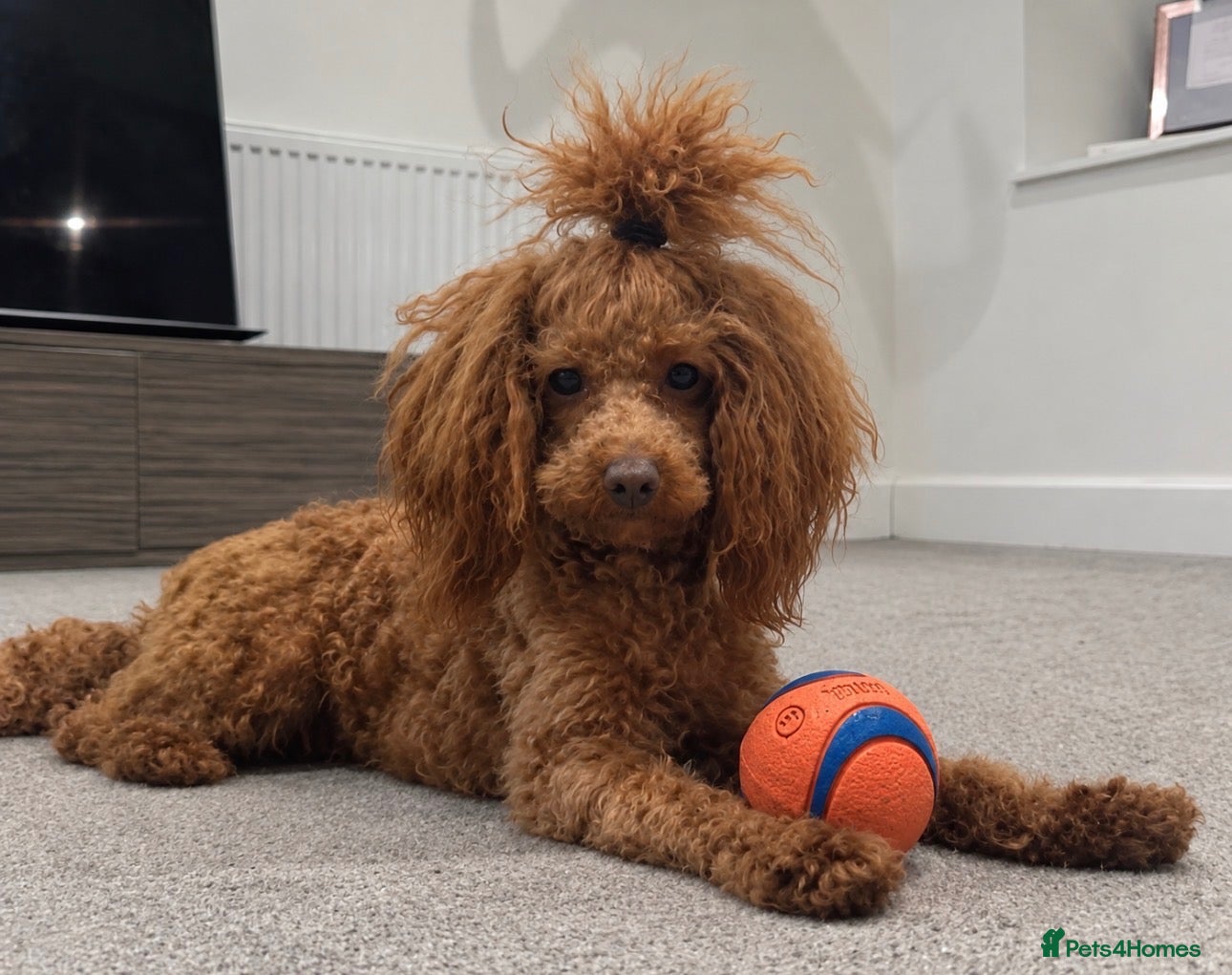 Miniature Poodle dogs KC Red Miniature Poodle STUD ⭐️ - Advert 1