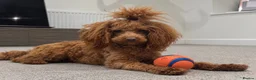 Miniature Poodle dogs for stud: KC Red Miniature Poodle STUD ⭐️ - Advert 1