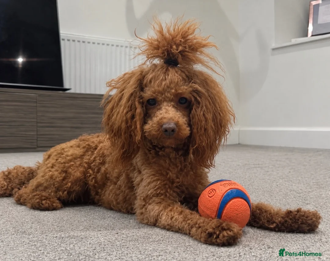 Miniature Poodle dogs for stud: KC Red Miniature Poodle STUD ⭐️ - Advert 1