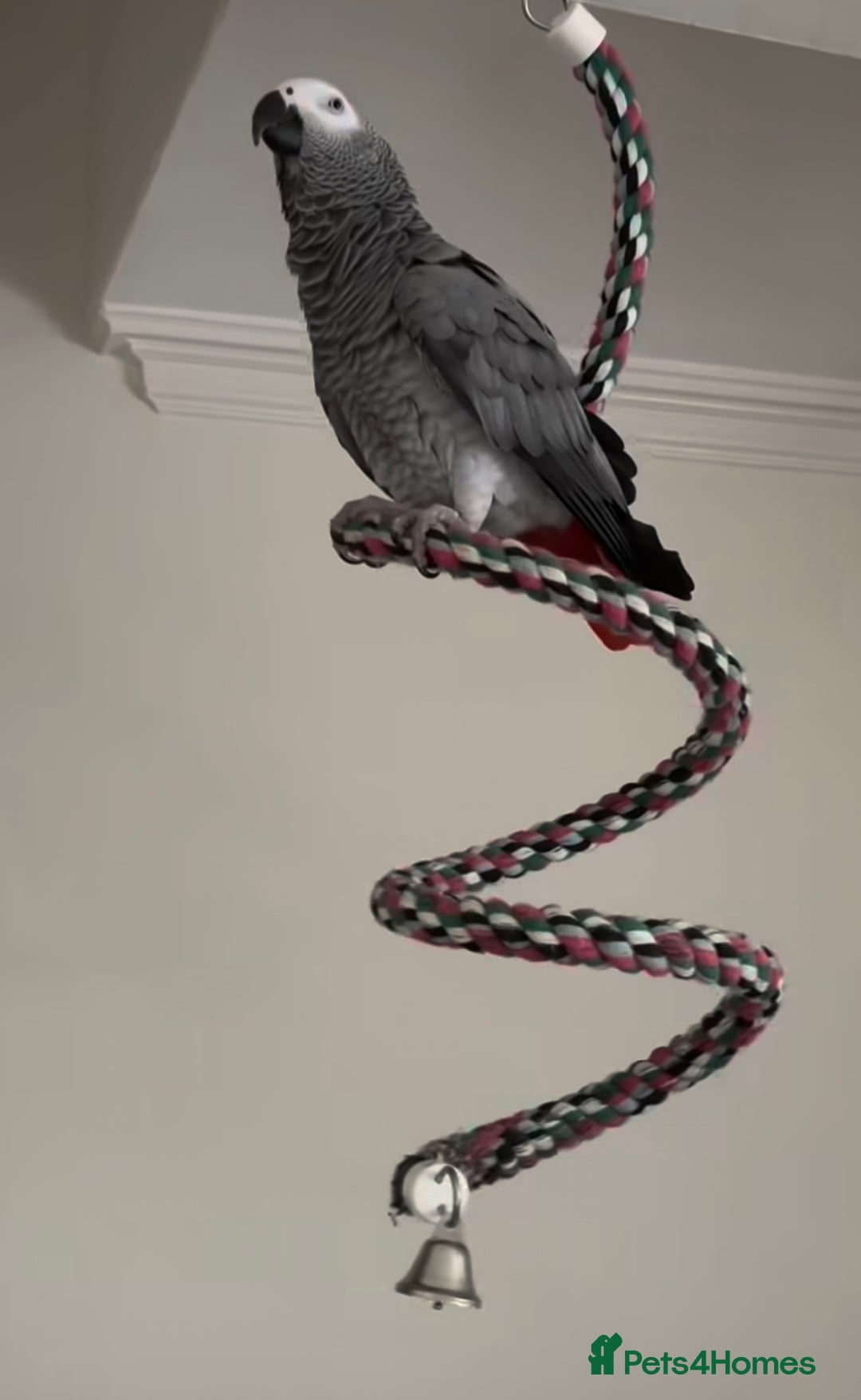 Parrots birds for sale: Fully tame African grey very friendly and playful  - Image 4