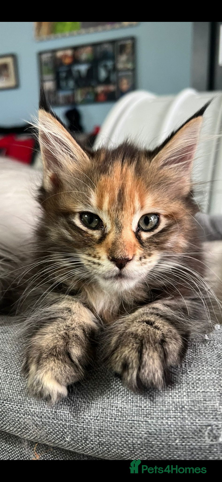 Maine Coon Kitten 2