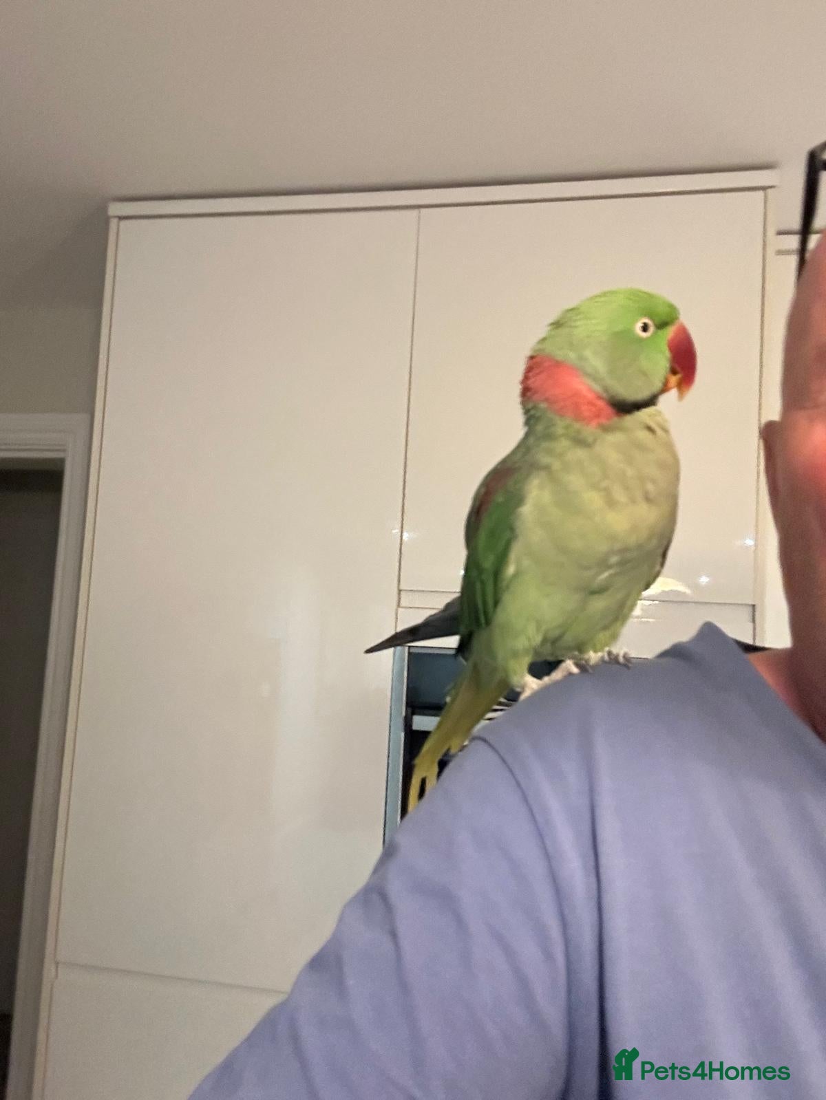 Parrots birds for sale: Alexandrine parrot male - Advert 1