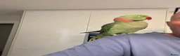Parrots birds for sale: Alexandrine parrot male in Banstead - Advert 1