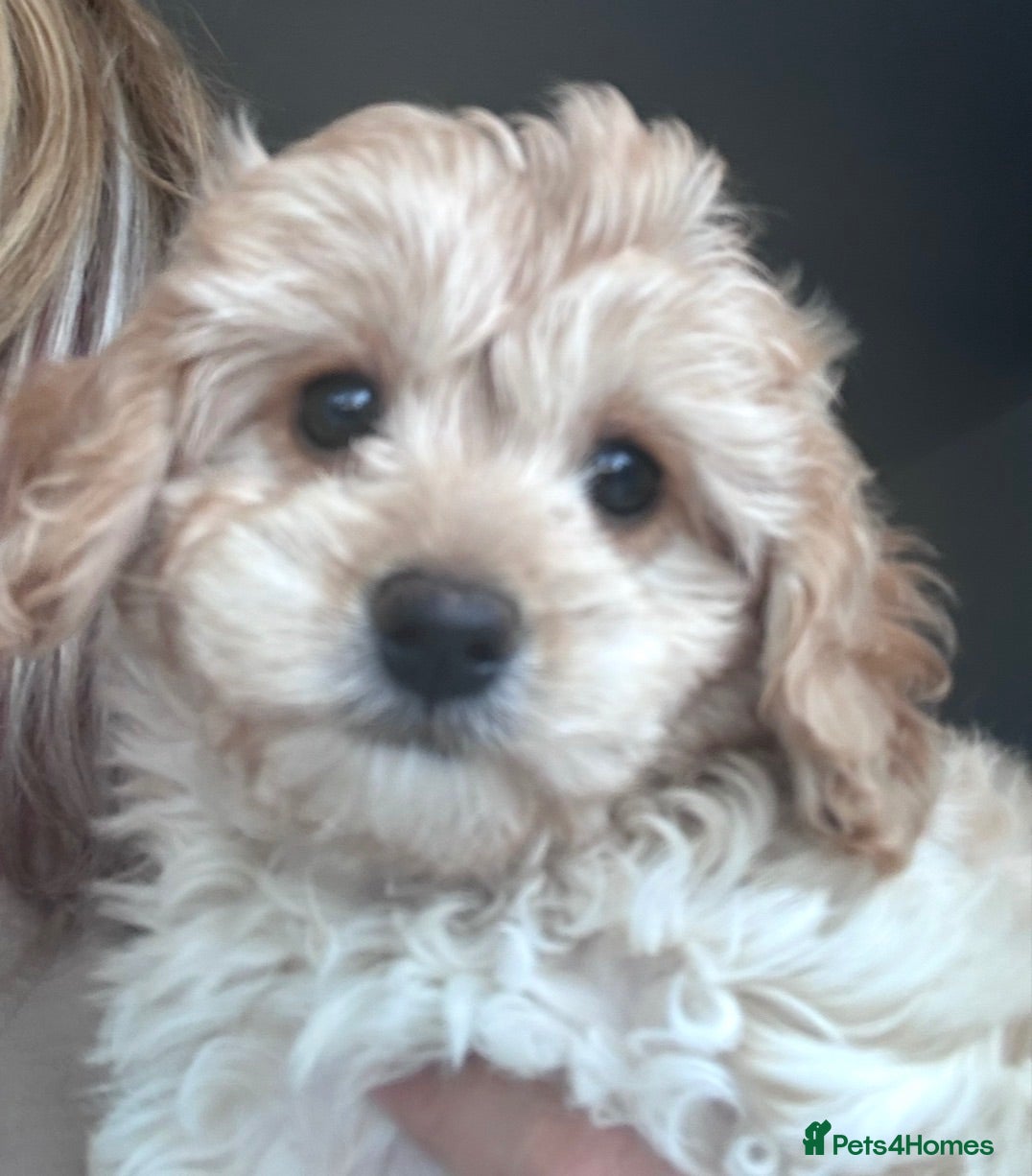 Cavapoochon dogs Reduced Cavapoochon pups Health tested parents - Advert 19