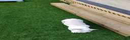 French Bulldog dogs for sale: Beautiful  French Bulldog Puppy - Advert 17