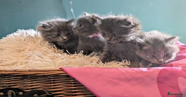 Ragdoll cats - Advert 11
