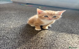 Mixed Breed cats for sale: Gorgeous ginger female tabby  - Image 3