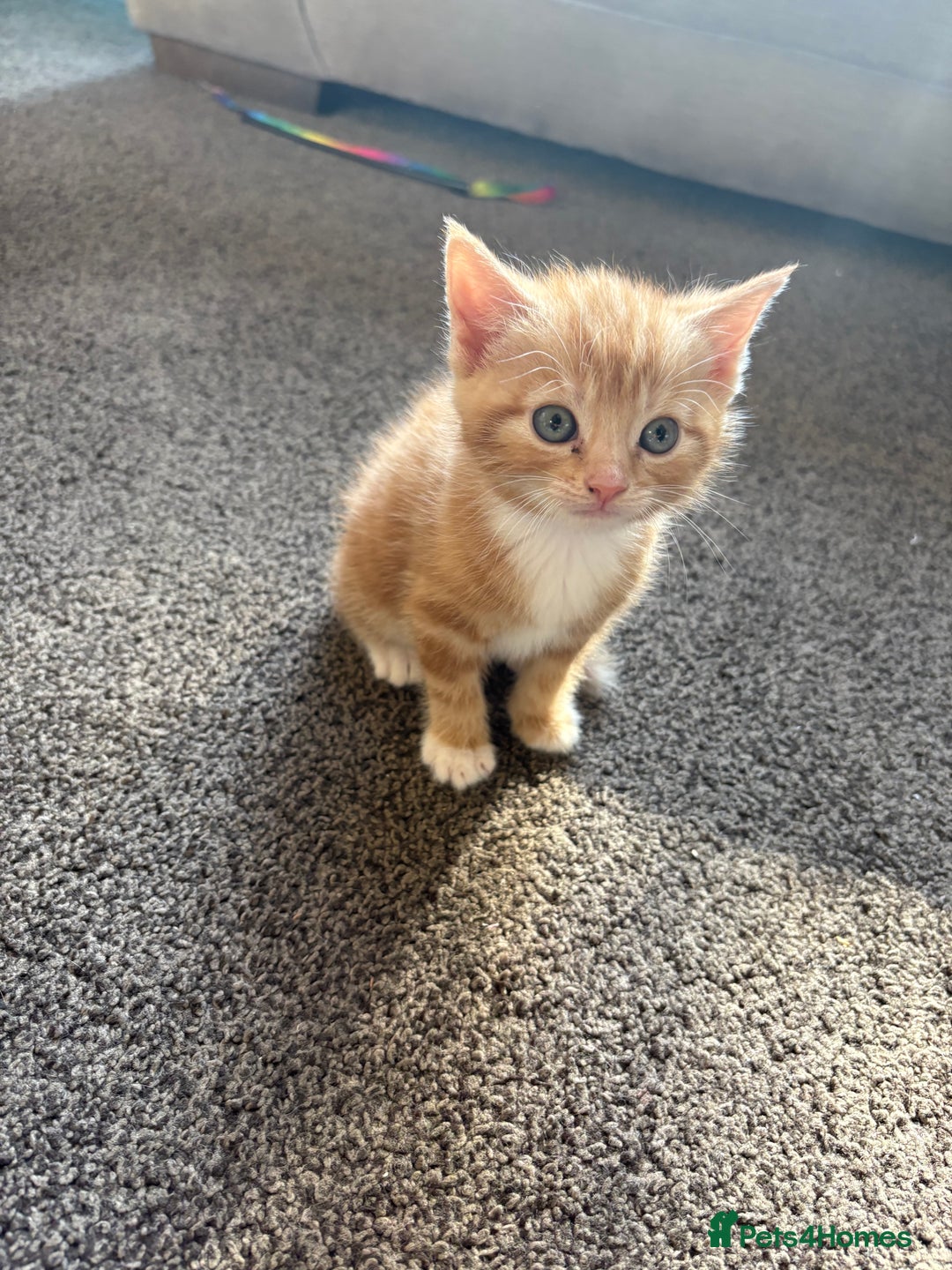 Mixed Breed cats for sale: Gorgeous ginger female tabby  - Image 3