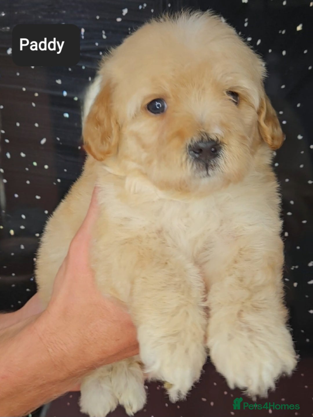 Maltipoo dogs for sale: Quality Champion Apricot Teddy toy Maltipoo's 🧸 - Image 22