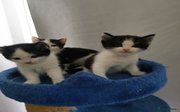 Mixed Breed cats for sale: Cute Mixed breed ragdoll kittens  - Image 6