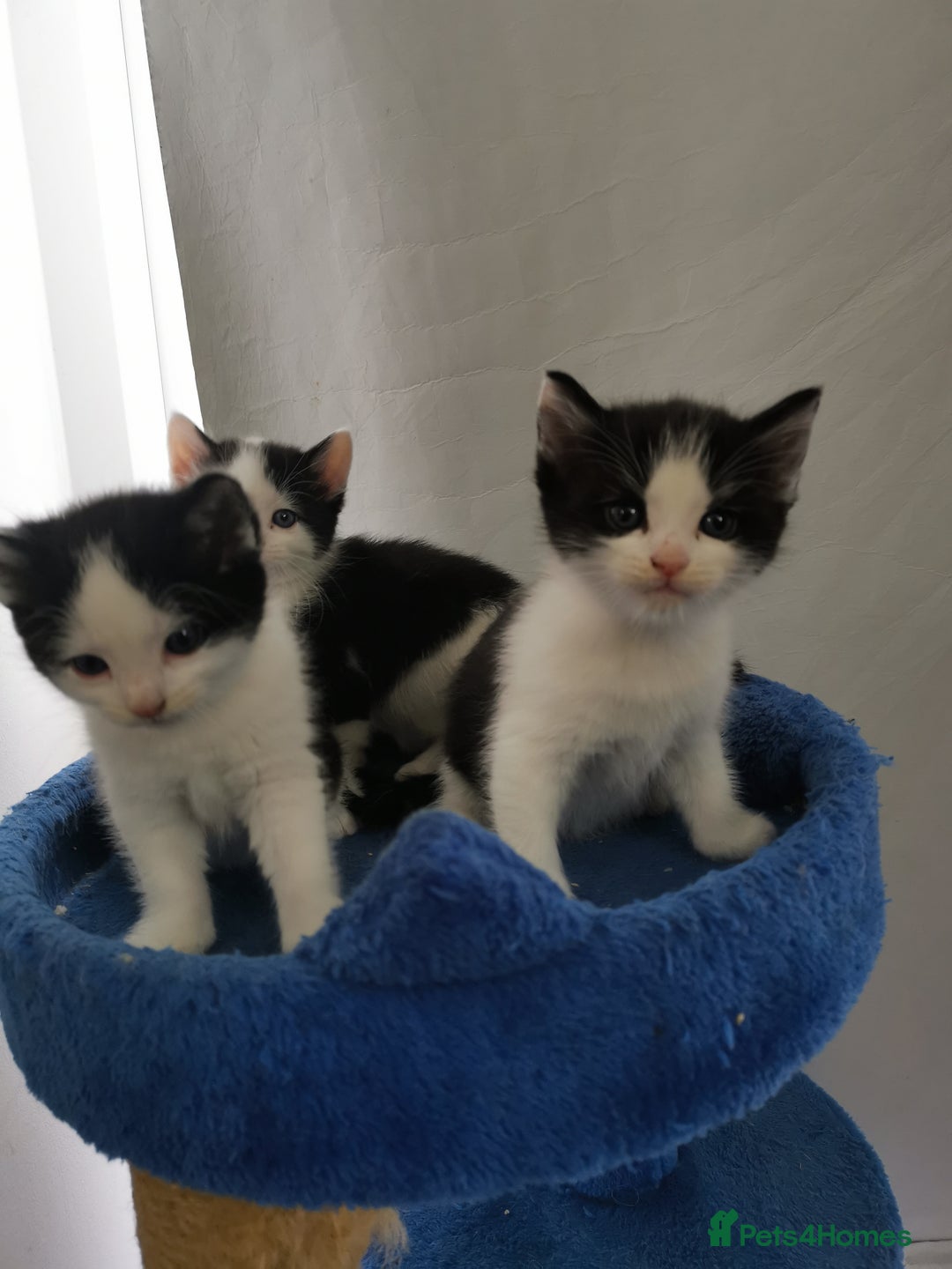 Mixed Breed cats for sale: Cute Mixed breed ragdoll kittens  - Image 6