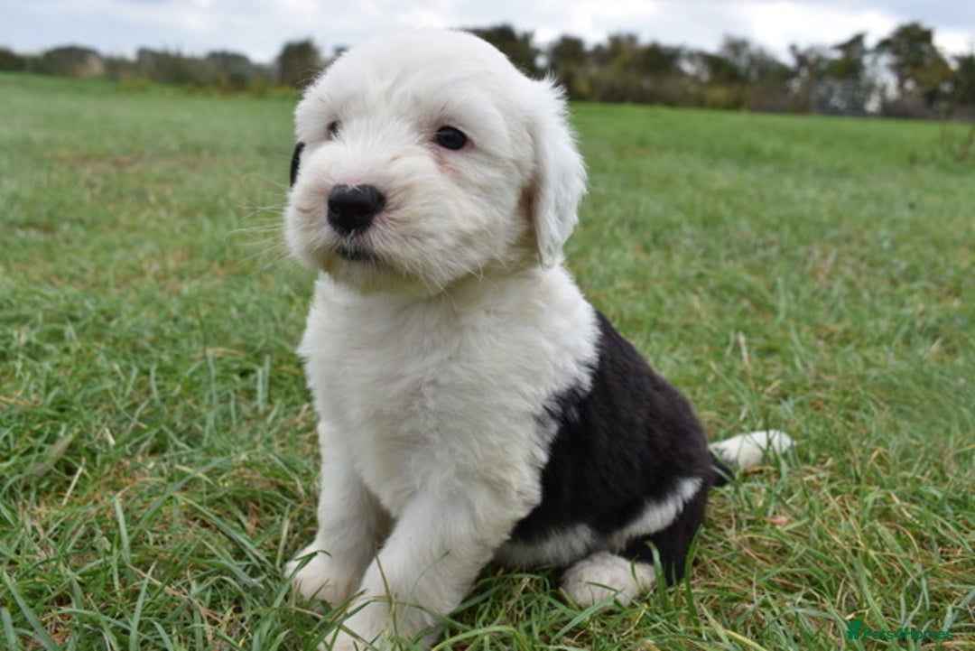 Old English Sheepdog dogs for sale: Stunning Old English Sheepdog Puppies KC Reg - Image 4