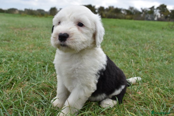 Old English Sheepdog dogs - Advert 1