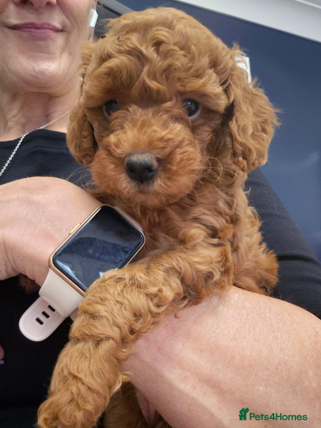 Cavapoo dogs for sale: WAITING LIST NOW OPEN FOR SUMMER 2026.  - Image 8