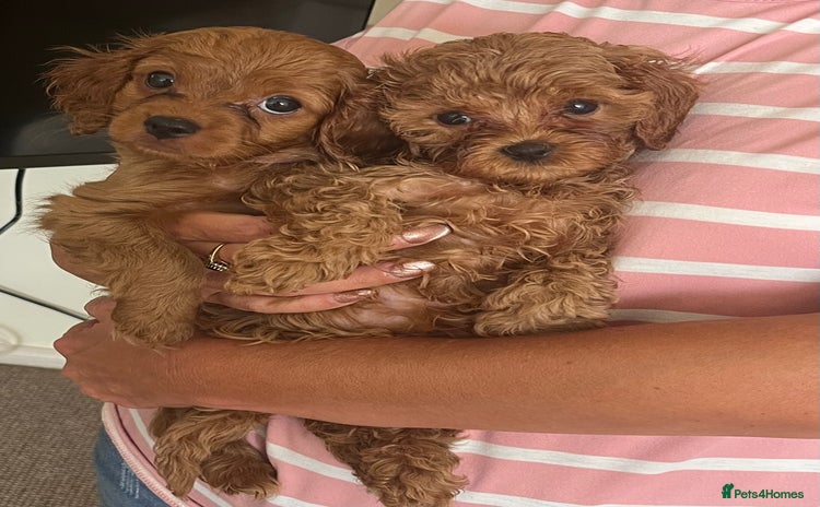 Cavapoo dogs - Advert 16