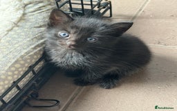 Bengal cats for sale: Kittens for sale in Thornton Heath - Image 11