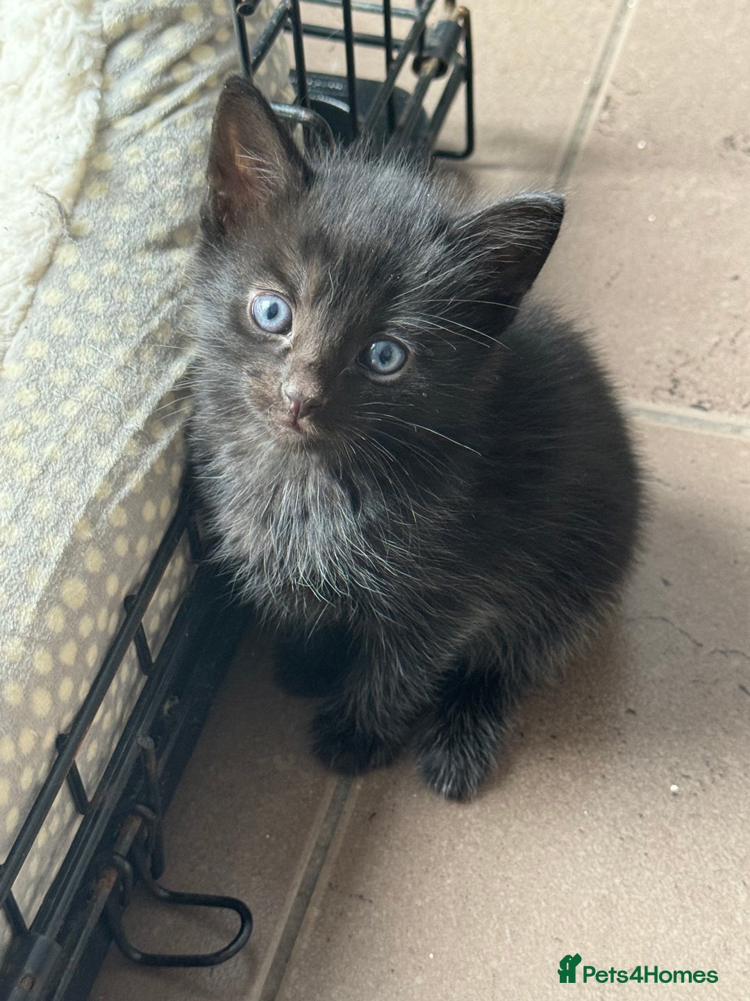 Bengal cats for sale: Kittens for sale in Thornton Heath - Image 11