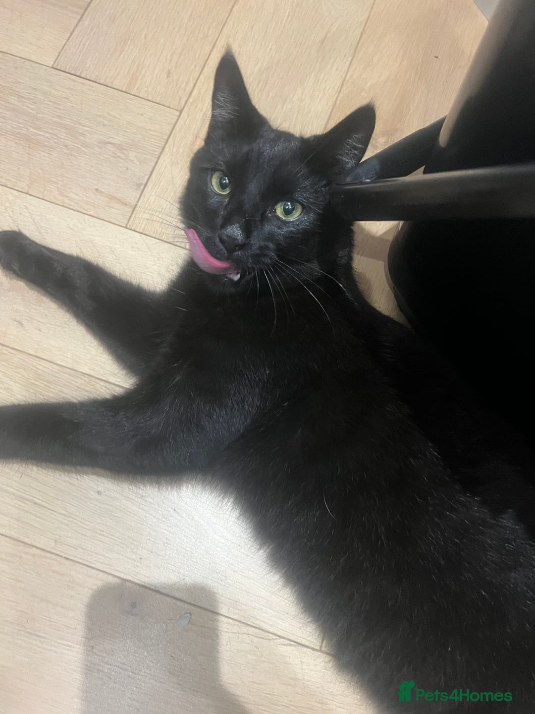 Bombay cats for sale: Misco is looking for his forever home 🐈‍⬛  - Advert 2