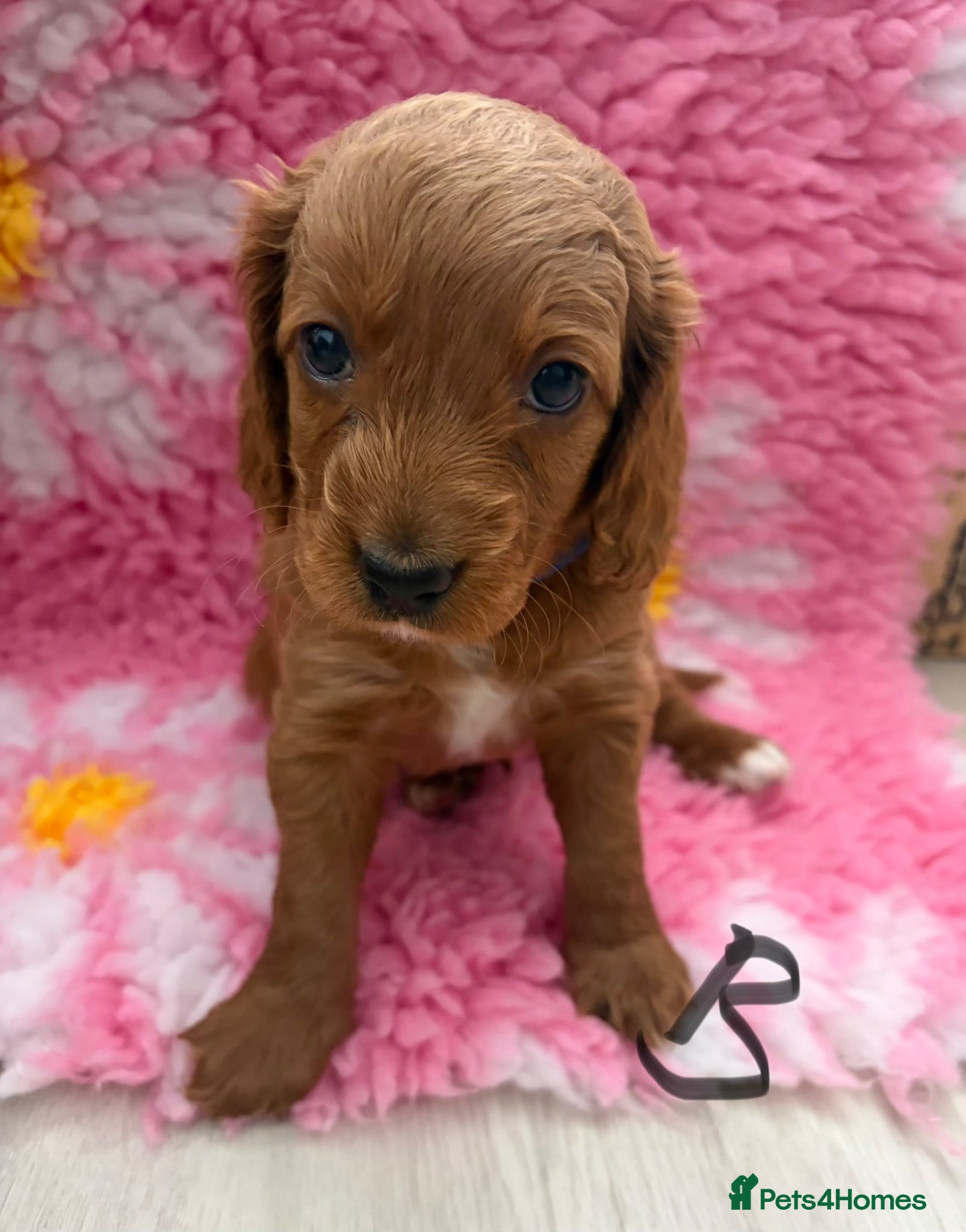 Cockapoo dogs 5 beautiful multigen cockapoos - Advert 2