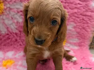 Cockapoo dogs 5 beautiful multigen cockapoos - Advert 1