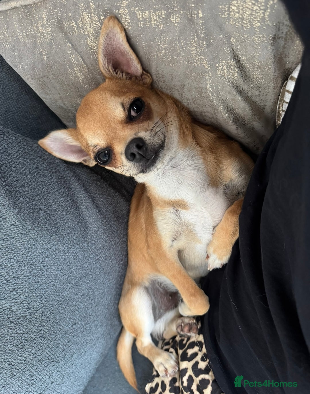 Chihuahua dogs for sale: Beautiful sweet Chihuahua for sale  - Image 5