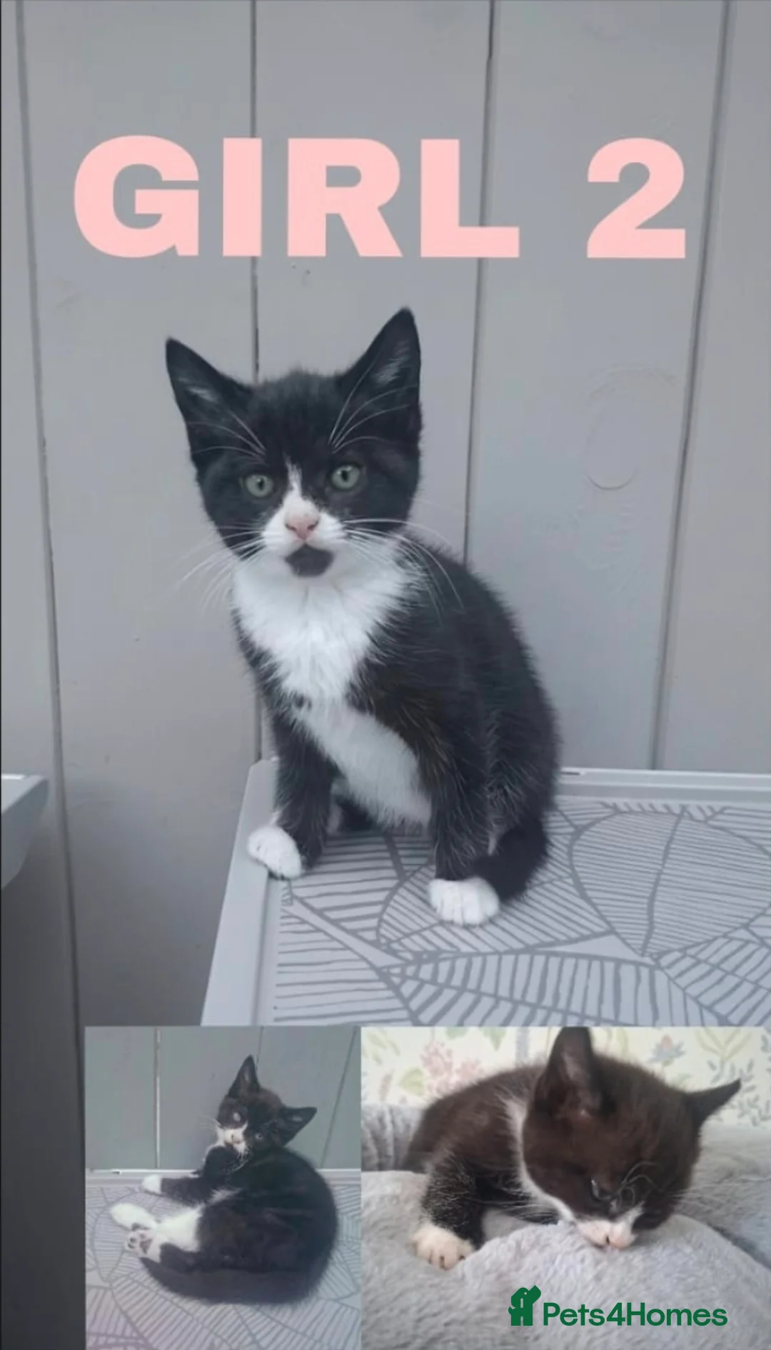 Mixed Breed cats for sale: Beautiful kittens for sale  - Advert 6