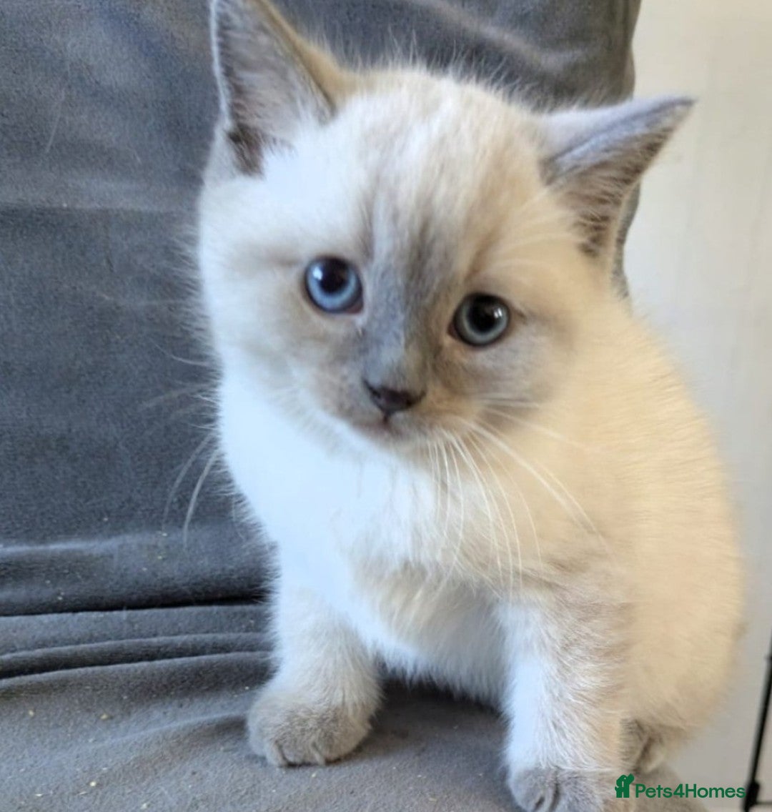 Ragdoll cats 5 British Blue Ragdoll kittens  - Advert 6