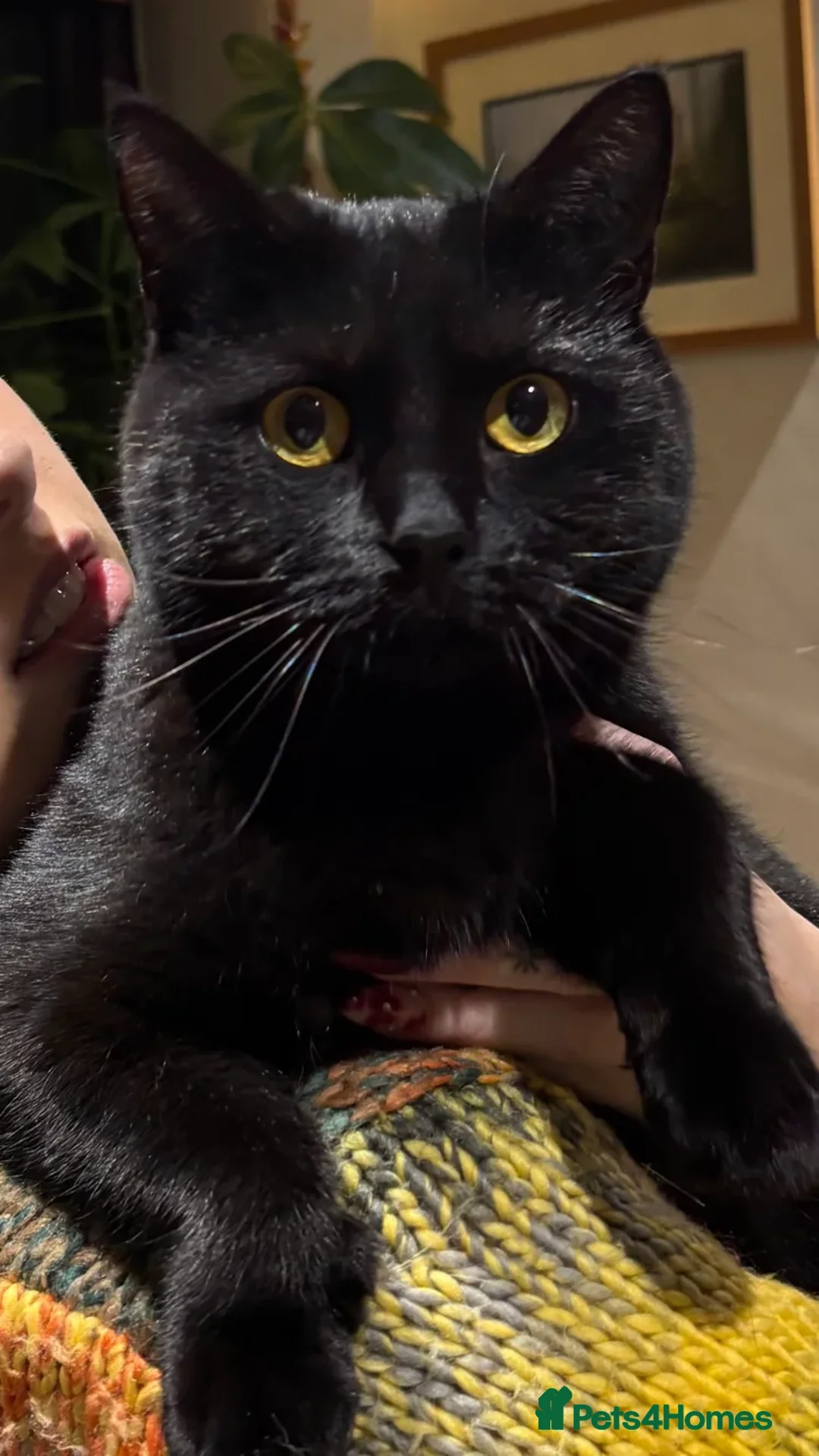 Mixed Breed cats for adoption: 1/2 British Shorthair Cat  - Advert 1