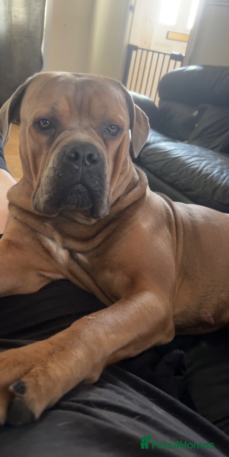 Cane Corso dogs FREYA/////1 year old female cane corso  - Advert 6