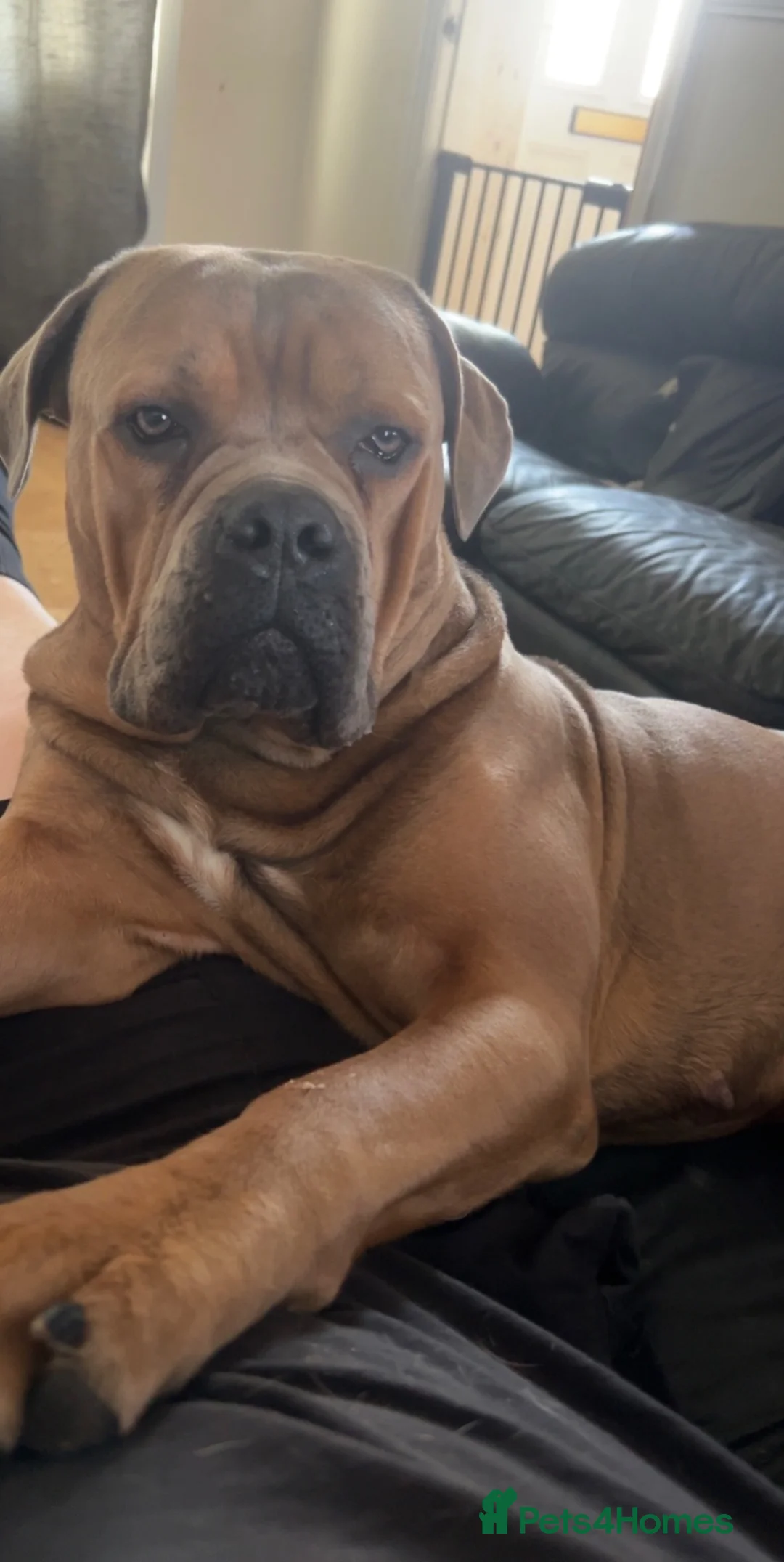 Cane Corso dogs for sale: FREYA/////1 year old female cane corso  - Advert 1