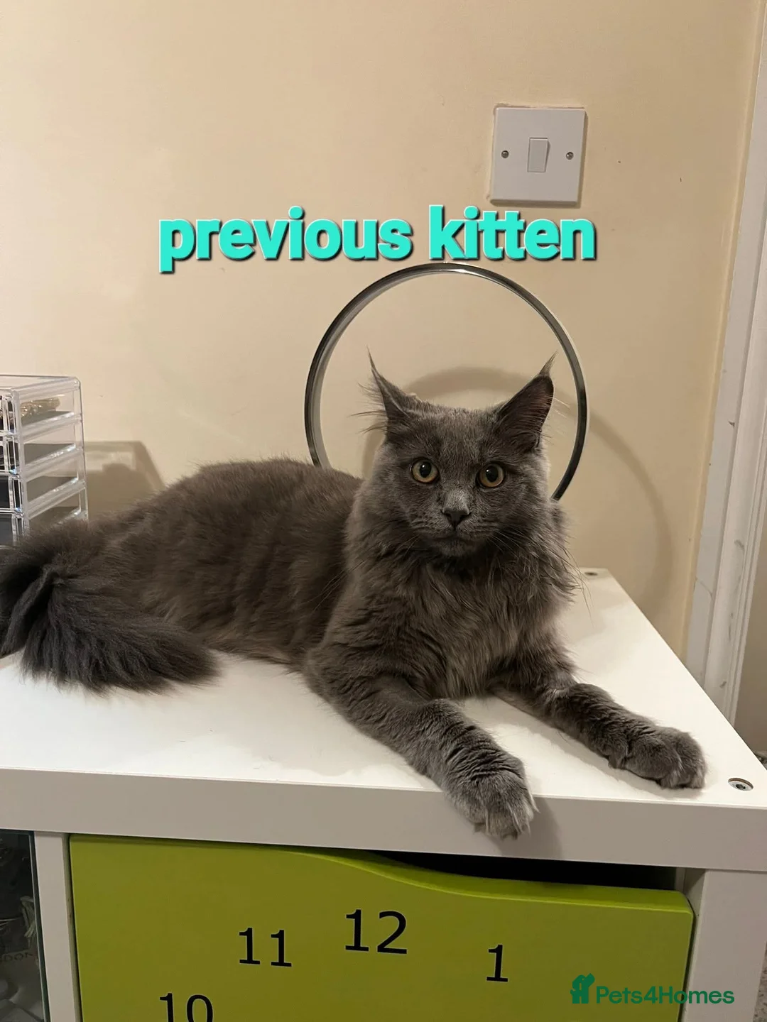 Mixed Breed cats for sale: Beautiful maine coon mix kittens available 💜 - Advert 11