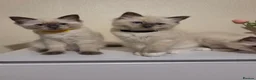 Ragdoll cats for sale: 🐾 Ragdoll Kittens Ready now !  - Advert 10