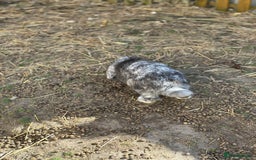 Rex rabbits for sale: Baby rabbits  - Image 7