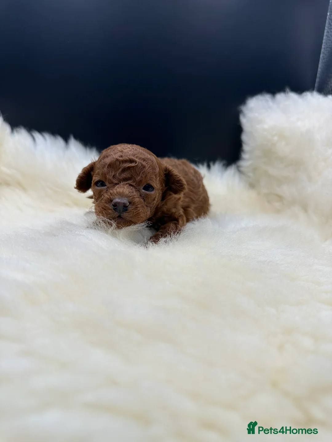 Toy Poodle dogs for sale: Toy poodle x Asian Toy poodle puppies - Advert 5