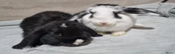 Mini Lop rabbits for sale: Two female mini lop baby rabbits ( sisters )  - Advert 5