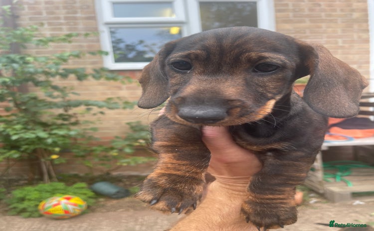 Dachshund dogs in Tiverton - Advert 2